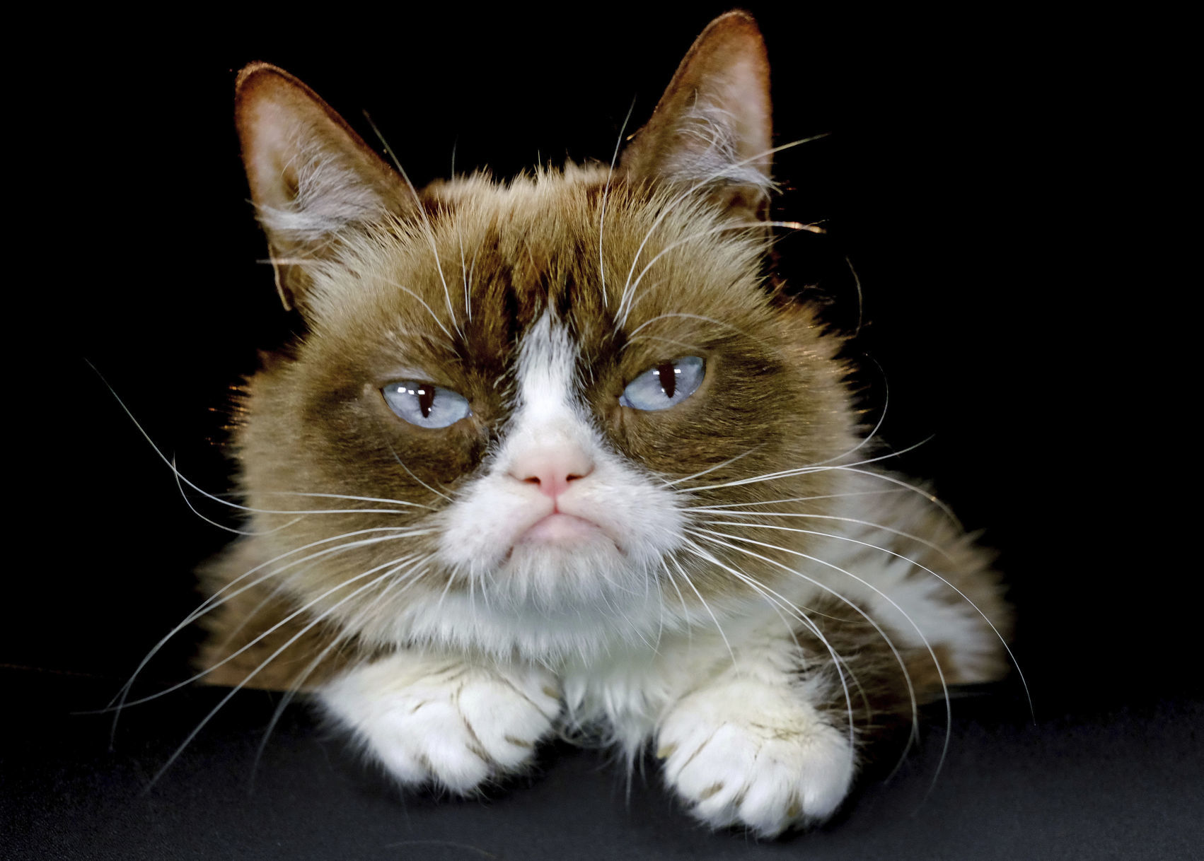 2019: Grumpy Cat